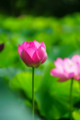 JAYANTAHALDER lotus,kamal gatta Seed(10 per packet)