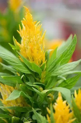 Aro Celosia Dwarf, Cockscomb Seed(160 per packet)
