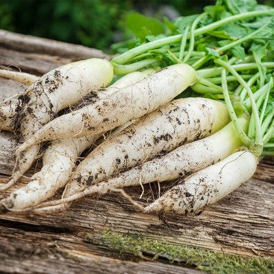 CYBEXIS White Icicle Radish2400 Seeds Seed(2400 per packet)