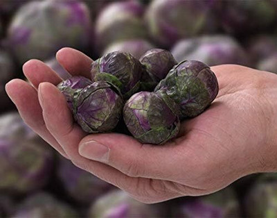 WILLVINE MEH -I Rosella Brussels Sprouts Cabbage Purple [50g] Seed(15000 per packet)