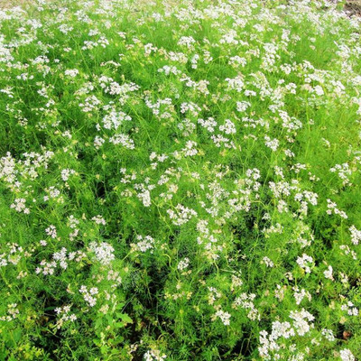 ZIXA Coriander Dhaniya Seed(50 per packet)