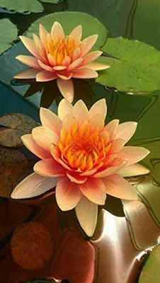 WILLVINE Lotus Seed(25 per packet)