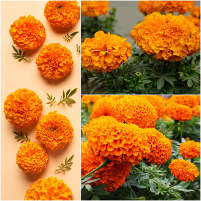 DEYS AGRO ™ indian marigold flower Seed(73 per packet)