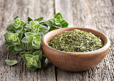 CYBEXIS VVI-38 - Italian Oregano - (450 Seeds) Seed(450 per packet)