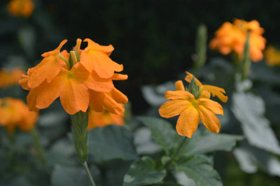 clause kanakambaram-firecracker-crossandra Seed(55 per packet)