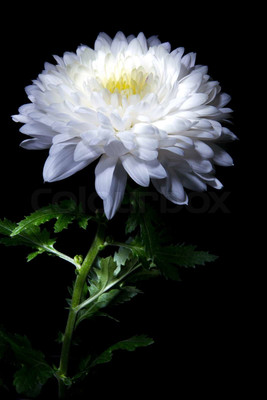 XOLDA Exotic chrysanthemum white Seed(12 per packet)