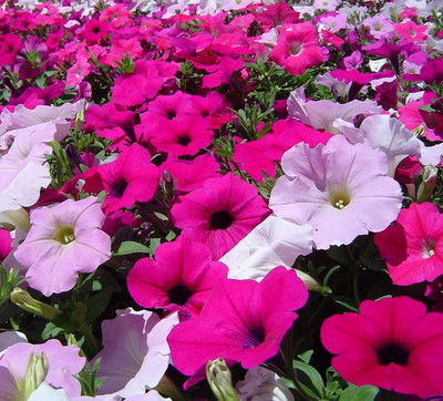 CRGO PETUNIA Seed(55 per packet)