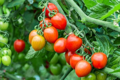 KDA tomato Seed(110 per packet)