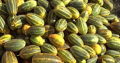 Qualtivate XXX-5A South Sambar Cucumber-Yellow Seed(300 per packet)