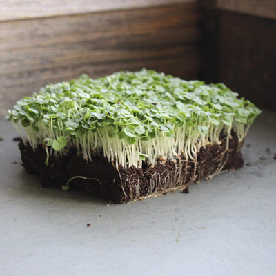 KNESSiN Basil Italian Large Leaf[400 Seeds] Seed(400 per packet)