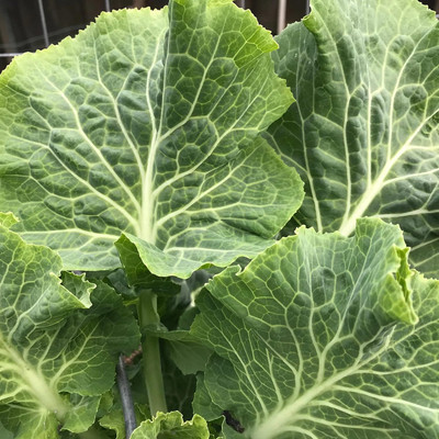 WILLVINE VMR -IX Carolina Yellow Cabbage Collard Seed [50g] Seed(15000 per packet)