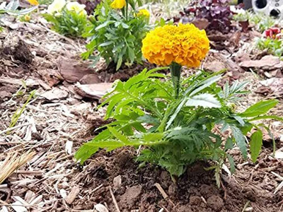 Aywal GENDA,MARIGOLD Seed(3 per packet)