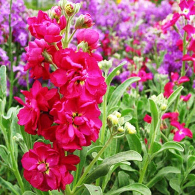 Aywal Large Flowered Ten Week Bedding Stock Seed(80 per packet)