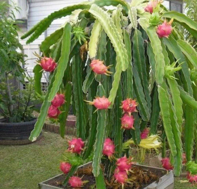 Oliver HIGH Quallity F1 hybrid Dragon fruit sees Seed(25 per packet)