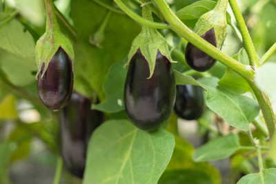 Kodali Hybrid F1 Brinjal Seeds Pack Of 17 Seed(17 per packet)