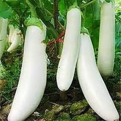 MAA Brinjal white Long, Eggplant Seed(35 per packet)
