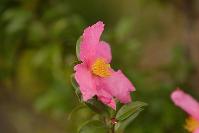 XOLDAA balsam frower Seed(15 per packet)
