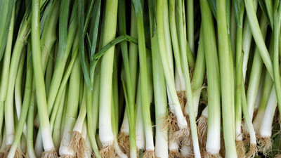 VibeX Vegetable Leek(हरी प्याज) seeds For Home & Gardening Winter (2000 Seeds) Seed(2000 per packet)