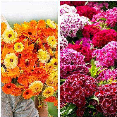 LPR MIX COMBO, FLOWER COMBOO Seed(20 per packet)
