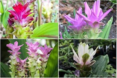 zabbus Curcuma Flower Bulbs for Summer Season Mix Seed(5 per packet)