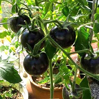Aywal Black Tomato F1 Hybrid Heirloom Seed(700 per packet)