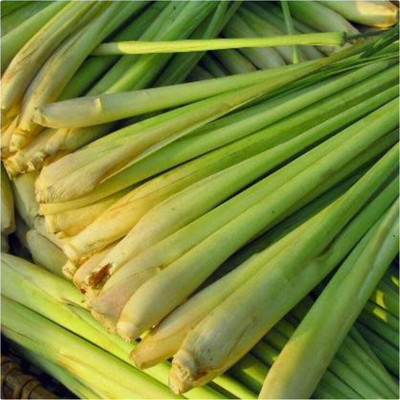 Quentova Lemon grass/लेमन ग्रास (Cymbopogon citratus)-VNT-5E Seed(75 per packet)