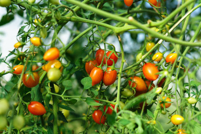 SIDDHI VINAYAK tomato Seed(120 per packet)