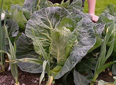WILLVINE AMR -III CHARLESTON WAKEFIELD CABBAGE Cone [50g] Seed(15000 per packet)