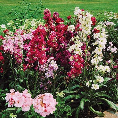 KANAYA Stock Matthiola Flower Seed(100 per packet)