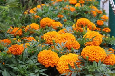greenfarm marigold/gende ka phool flower seeds Seed(50 per packet)