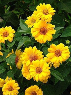 VibeX GUA-66 - SUMMER SUN SUNDROPS False Sunflower - (450 Seeds) Seed(450 per packet)