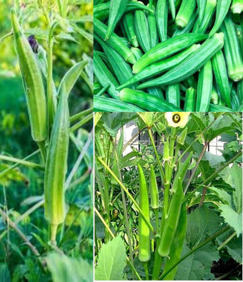 ibains Lady finger seeds beez 45 Seed(45 per packet)