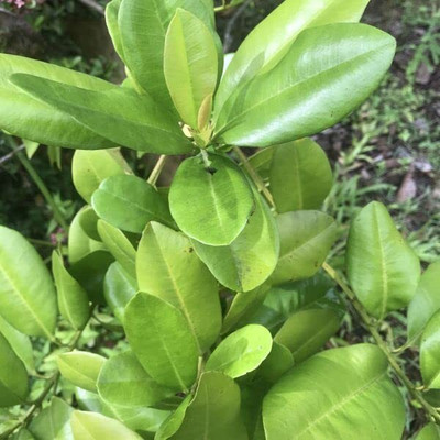 Qualtivate NDIR-50 Jamaica Pimenta Allspice Seeds Seed(50 per packet)