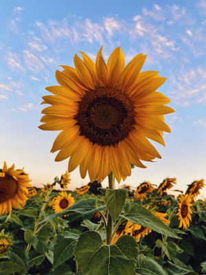 seedito Sunflower Seeds For Garden (SUMMER) Seed(41 per packet)