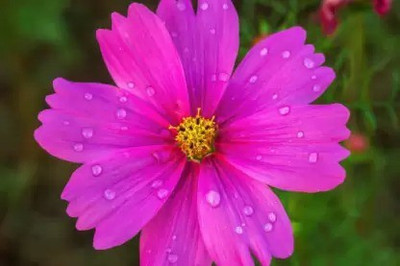 Aro Swan River Daisy Seed(55 per packet)