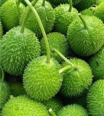 seedito Hybrid Kantola Seeds, Spiny Gourd - Kakrol - Teasel Gourd All Season Vegetable Seed(7 per packet)