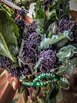 Qualtivate PUA-1A Purple Sprouting Broccoli Seeds Seed(300 per packet)