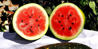 Qualtivate PUA-9A Moon and Star Watermelon Seeds Seed(100 per packet)