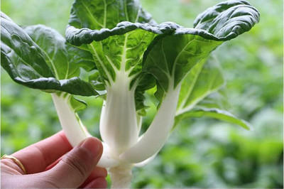 WILLVINE AGRI -II Chinese Cabbage Spinach Mustard,Rosette Bok Choy [50g] Seed(15000 per packet)