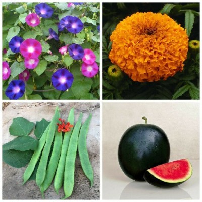 SimXotic Morning Glory Flowers, Watermelon Dark Green, Marigold Orange Flowers & Semphali Seed(4 per packet)