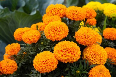 ALPHONSO MANGO TREE marigold,gende ka phool seeds Seed(20 per packet)