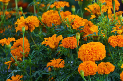 SH ENTERPRISE marigold/gende ka phool flower seeds Seed(75 per packet)