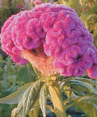Avysa Celosia / Cockscomb Seed(10 per packet)