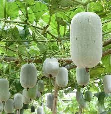 Arshiayat Hybrid Ash Gourd-Winter Melon Seed(13 per packet)