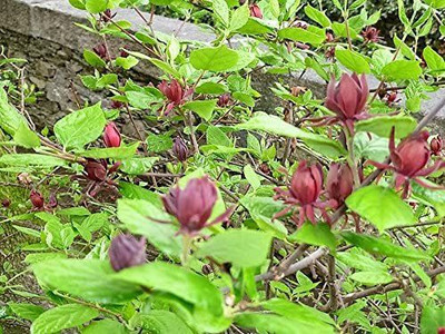 WILLVINE XLR-8 Eastern Sweetshrub Allspice Seed(100 per packet)