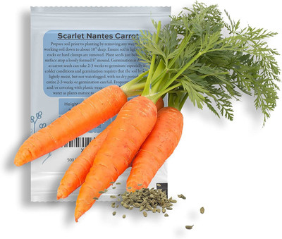 VibeX NBIR-93 - Scarlet Nantes Carrot - (2250 Seeds) Seed(2250 per packet)