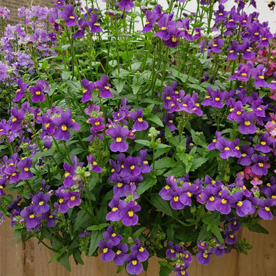 LPR NEMESIA Seed(15 per packet)