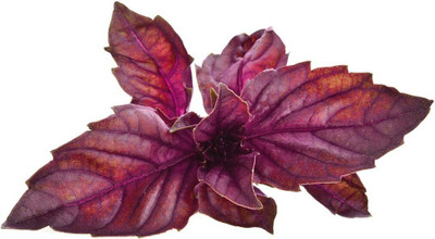 WILLVINE Red Basil Seeds-[2000 Seeds] Seed(2000 per packet)