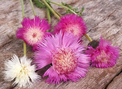 EVEMP Sweet Sultan mixed (Centaurea imperialis) Seed(80 per packet)