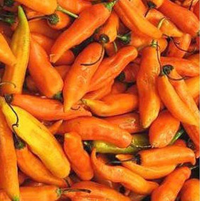CYBEXIS Hybrid Peruvian Yellow Chili Pepper Seeds2400 Seeds Seed(2400 per packet)
